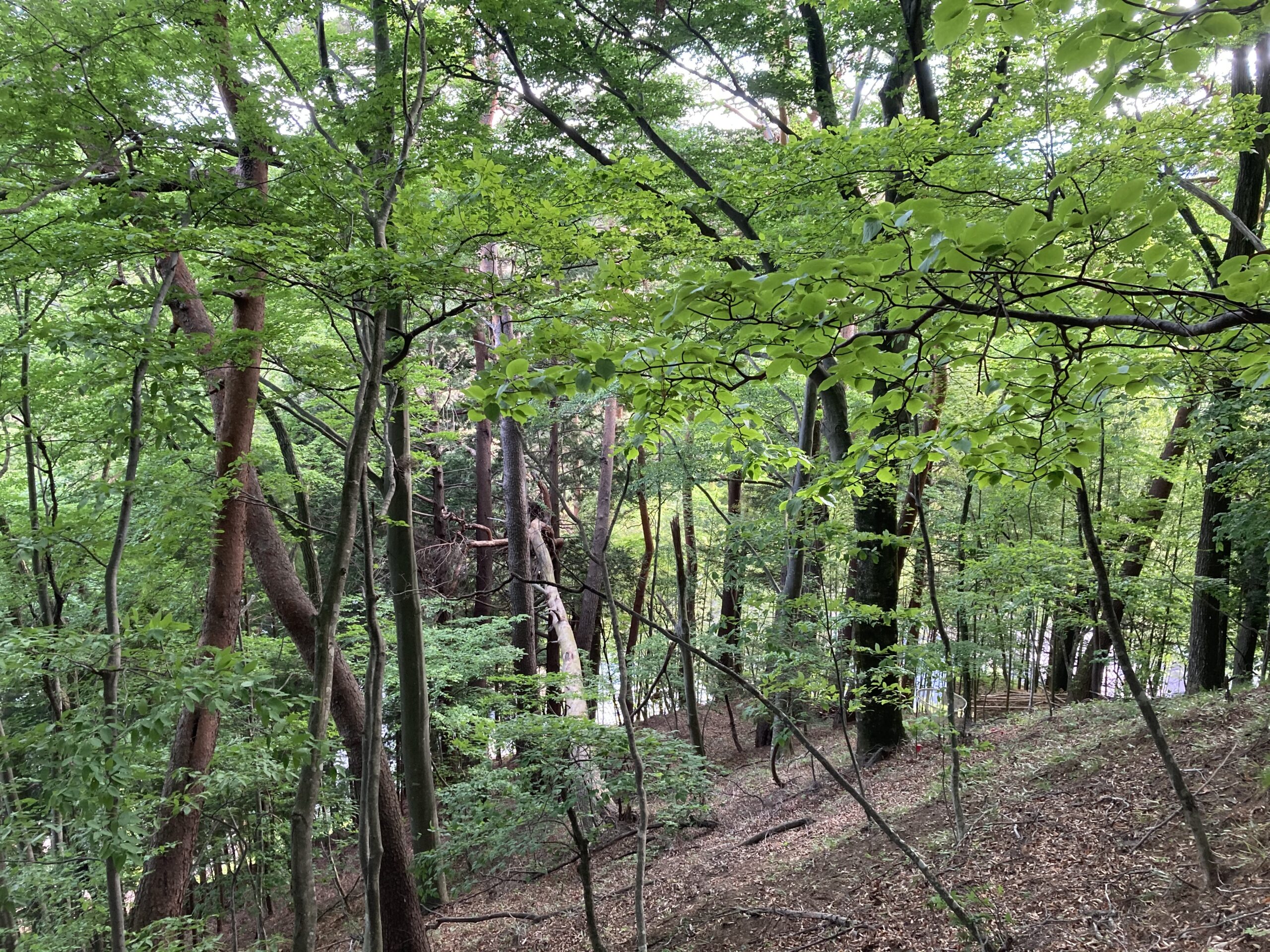 牛伏寺ブナ林